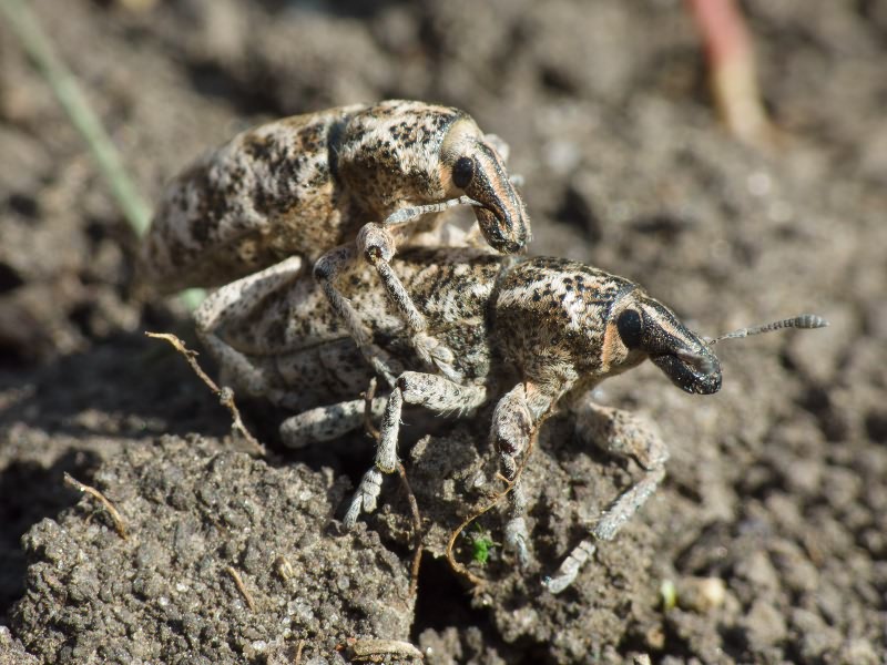 Cyphocleonus dealbatus (Gmelin, 1790)